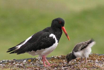 Teaching-is-an-active-process-photo-by-John-Haslam