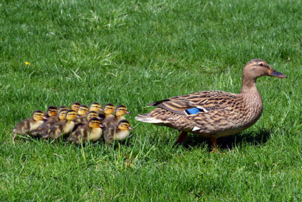 by-Scott-Kinmartin-flickr.com-CC-BY-NC-ND-2.01