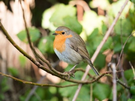 alessandro-ranzo-GQRQecNoNAE-unsplash